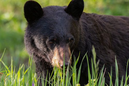 Picture of an American Black Bear